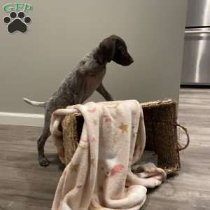 LADY GODIVA, German Shorthaired Pointer Puppy